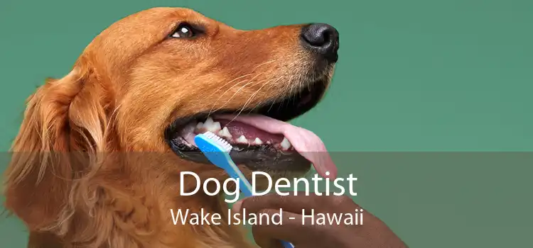 Dog Dentist Wake Island - Hawaii