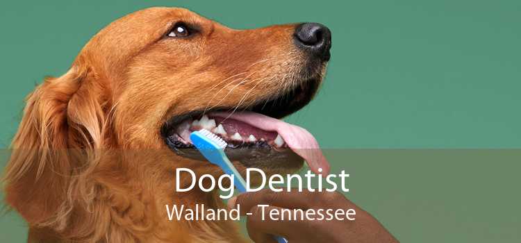 Dog Dentist Walland - Tennessee