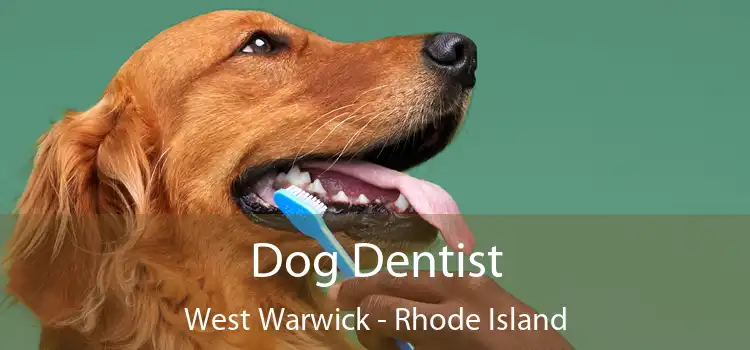 Dog Dentist West Warwick - Rhode Island