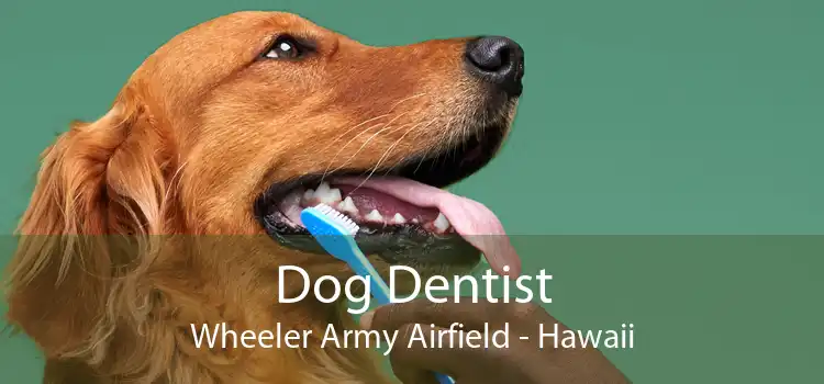 Dog Dentist Wheeler Army Airfield - Hawaii