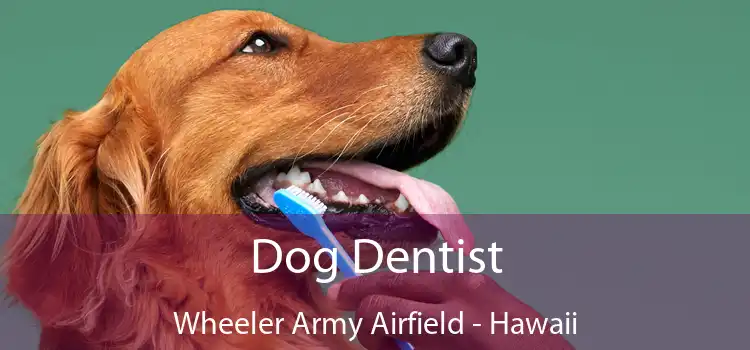 Dog Dentist Wheeler Army Airfield - Hawaii
