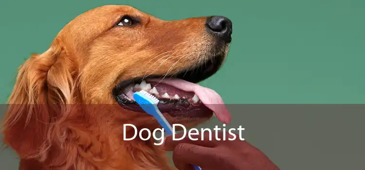 Dog Dentist 