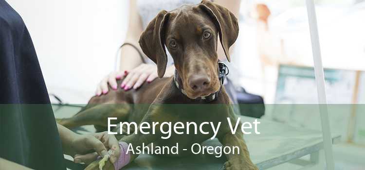 Emergency Vet Ashland - Oregon