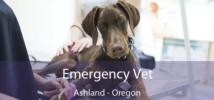 Emergency Vet Ashland - Oregon