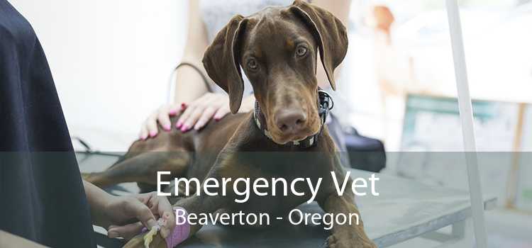 Emergency Vet Beaverton - Oregon