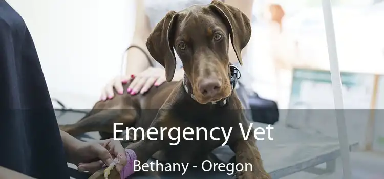 Emergency Vet Bethany - Oregon