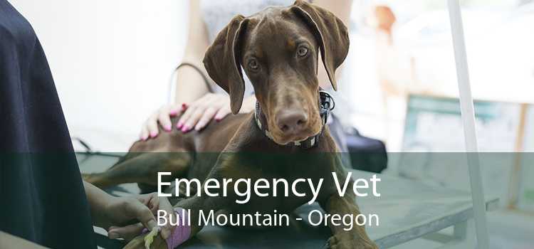 Emergency Vet Bull Mountain - Oregon