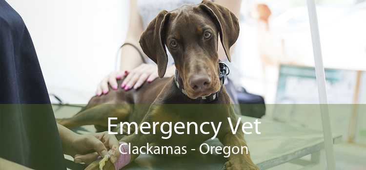 Emergency Vet Clackamas - Oregon