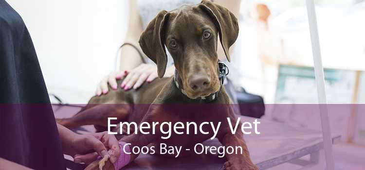 Emergency Vet Coos Bay - Oregon