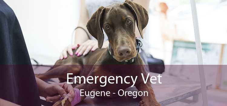 Emergency Vet Eugene - Oregon