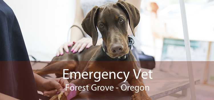 Emergency Vet Forest Grove - Oregon
