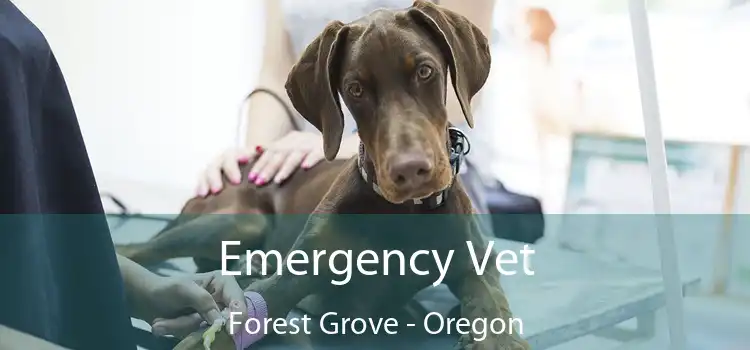 Emergency Vet Forest Grove - Oregon