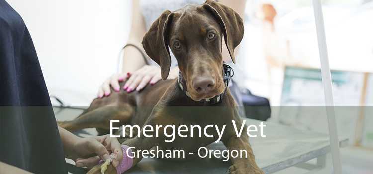Emergency Vet Gresham - Oregon