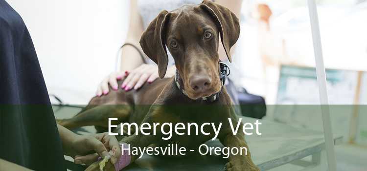 Emergency Vet Hayesville - Oregon