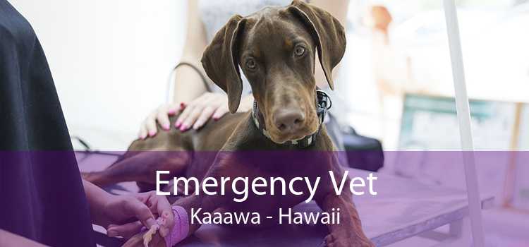 Emergency Vet Kaaawa - Hawaii