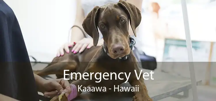 Emergency Vet Kaaawa - Hawaii