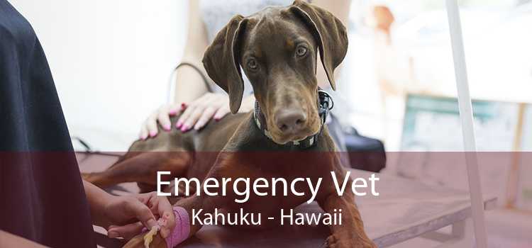 Emergency Vet Kahuku - Hawaii