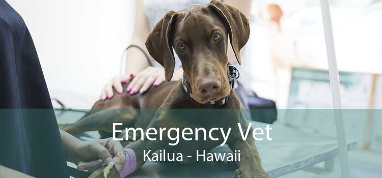 Emergency Vet Kailua - Hawaii