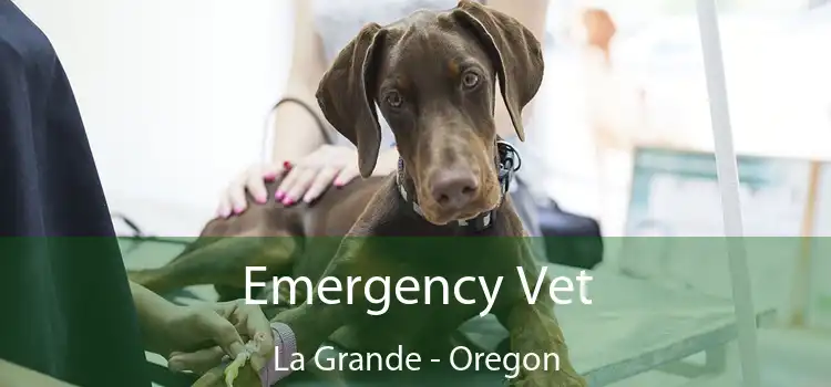 Emergency Vet La Grande - Oregon