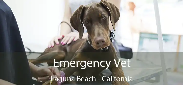 Emergency Vet Laguna Beach - California