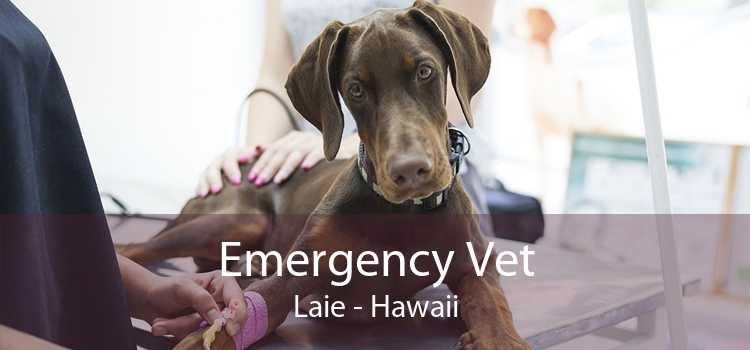 Emergency Vet Laie - Hawaii
