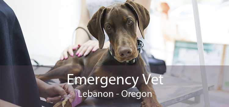 Emergency Vet Lebanon - Oregon