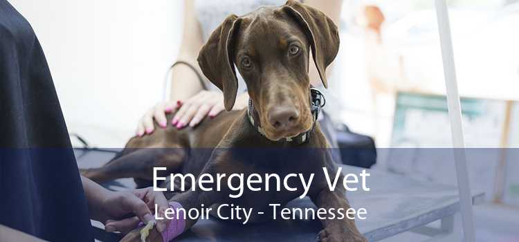 Emergency Vet Lenoir City - Tennessee