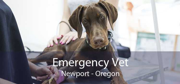 Emergency Vet Newport - Oregon