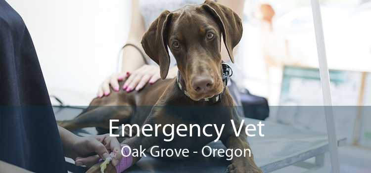 Emergency Vet Oak Grove - Oregon