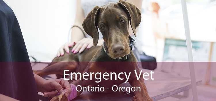 Emergency Vet Ontario - Oregon