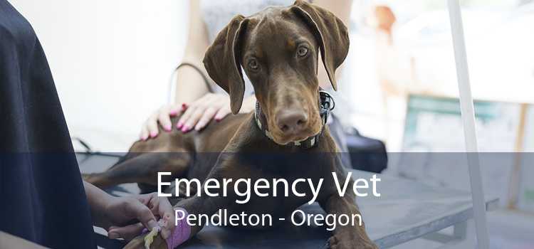 Emergency Vet Pendleton - Oregon