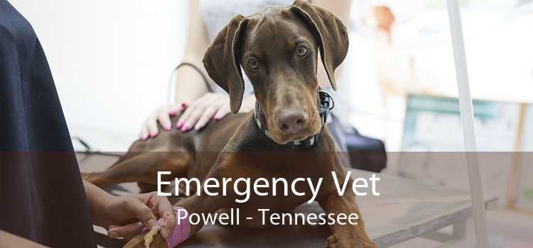 Emergency Vet Powell - Tennessee