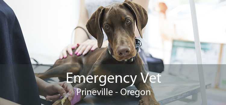 Emergency Vet Prineville - Oregon