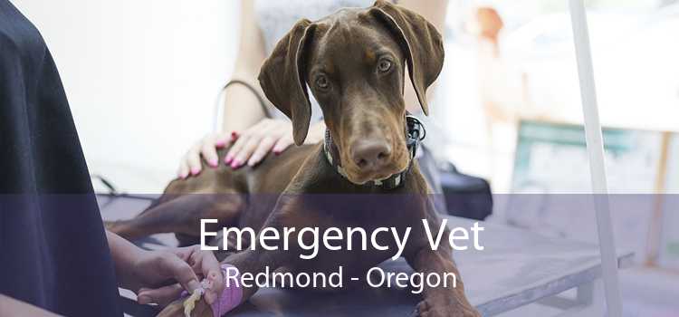 Emergency Vet Redmond - Oregon