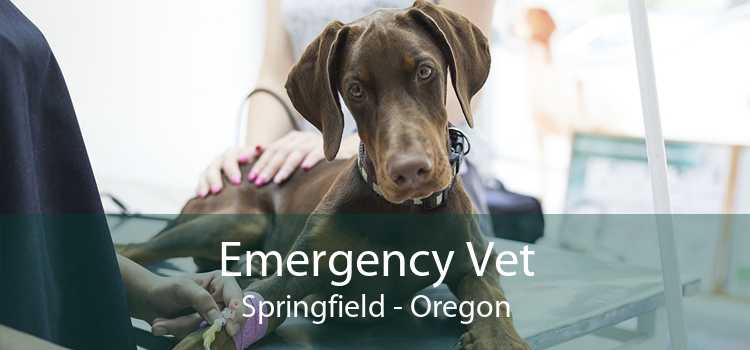 Emergency Vet Springfield - Oregon