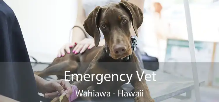 Emergency Vet Wahiawa - Hawaii