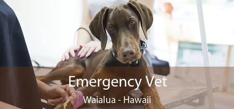 Emergency Vet Waialua - Hawaii