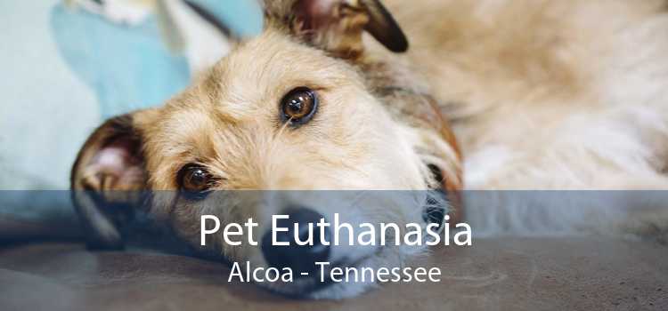 Pet Euthanasia Alcoa - Tennessee