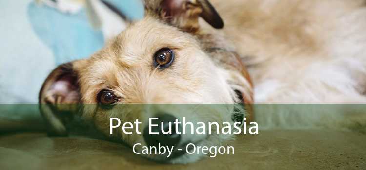Pet Euthanasia Canby - Oregon