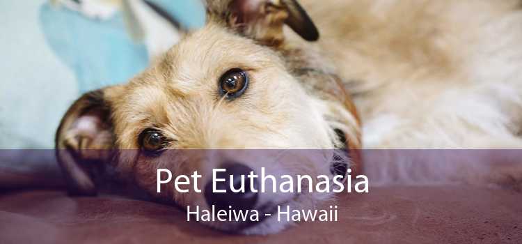 Pet Euthanasia Haleiwa - Hawaii