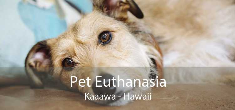 Pet Euthanasia Kaaawa - Hawaii