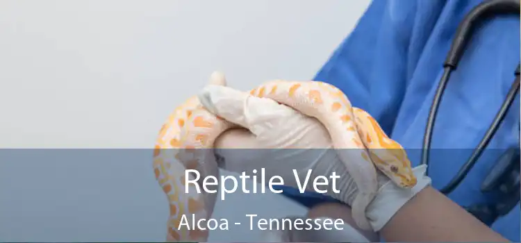 Reptile Vet Alcoa - Tennessee