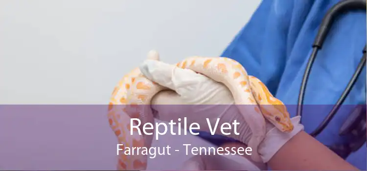 Reptile Vet Farragut - Tennessee