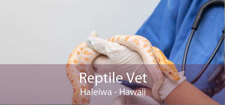 Reptile Vet Haleiwa - Hawaii