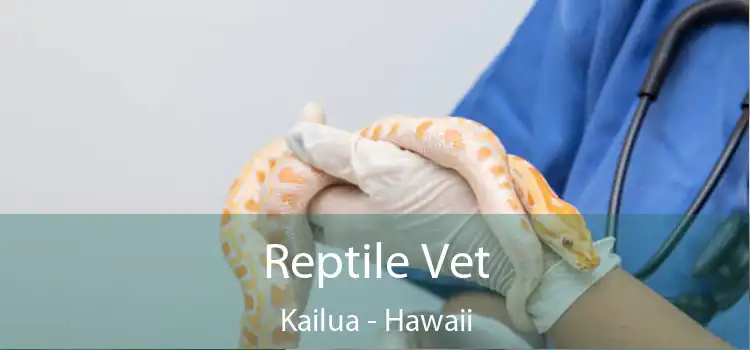 Reptile Vet Kailua - Hawaii