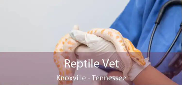 Reptile Vet Knoxville - Tennessee