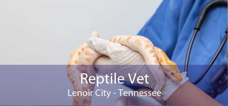 Reptile Vet Lenoir City - Tennessee