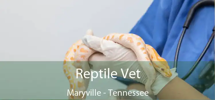 Reptile Vet Maryville - Tennessee