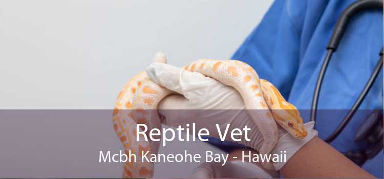 Reptile Vet Mcbh Kaneohe Bay - Hawaii