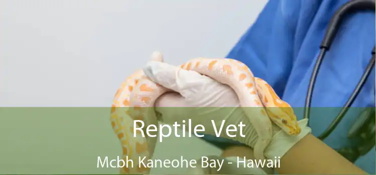 Reptile Vet Mcbh Kaneohe Bay - Hawaii